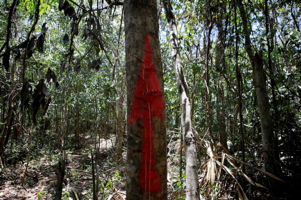 PHOTO: A tree is marked with a red arrow at the construction site of section 5 of the new Mayan Train route, in Playa del Carmen, Quintana Roo, Mexico April 23, 2022.