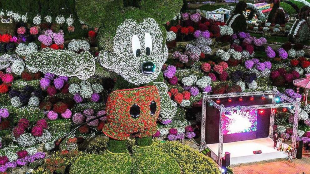 PHOTO: A giant floral Mickey Mouse display broke the Guinness World Record for world's tallest topiary sculpture located at the Dubai Miracle Garden.