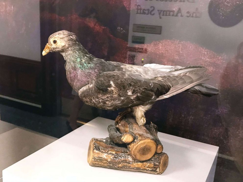 PHOTO: The military carrier pigeon "President Wilson" conducted a heroic flight to deliver a life-saving message to U.S. troops on October 5, 1918.
