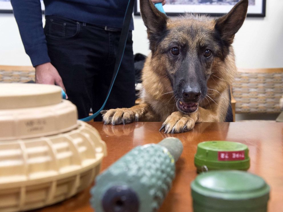 PHOTO: Astra Joan, a mine detection dog from Lebanon, sniffs inert samples of various mines, during a demonstration in Washington, DC, Oct. 20, 2015.