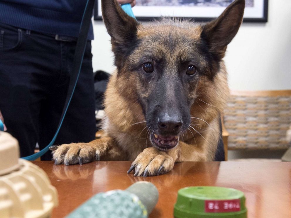 PHOTO: Astra Joan, a mine detection dog from Lebanon, sniffs inert samples of various mines, during a demonstration in Washington, DC, Oct. 20, 2015.