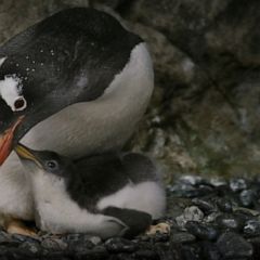 Aquarium welcomes new colony gentoo penguin chicks