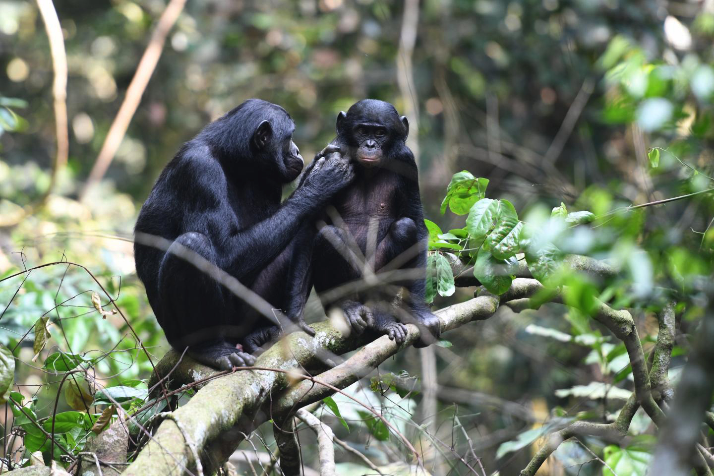 PHOTO:  A young juvenile male bonobo is groomed by his mom in the Kokolopori Bonobo Reserve.