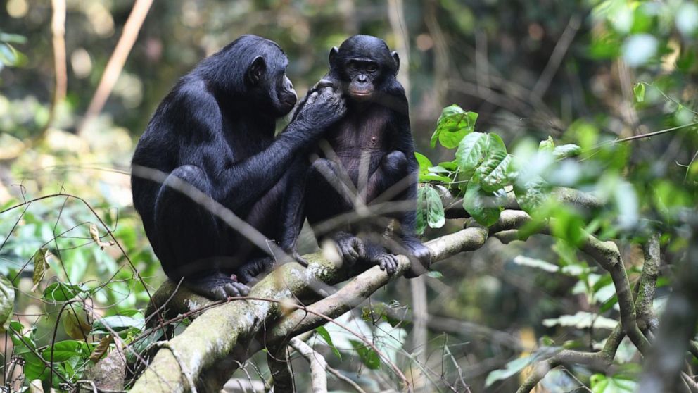 PHOTO:  A young juvenile male bonobo is groomed by his mom in the Kokolopori Bonobo Reserve.