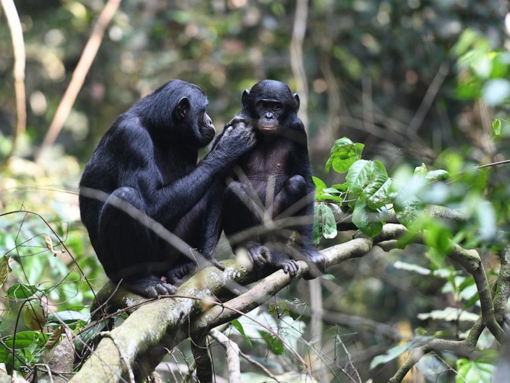 PHOTO: A young juvenile male bonobo is groomed by his mom in the Kokolopori Bonobo Reserve.