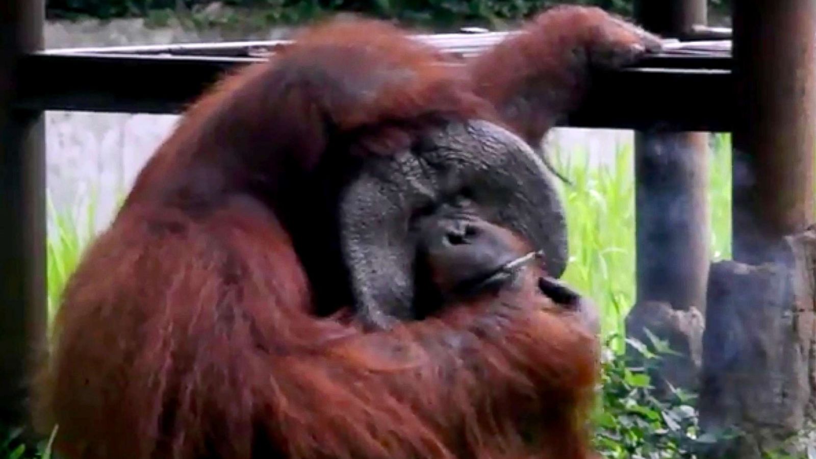 Smoking orangutan video goes viral, draws criticism from animal rights  activists - ABC News