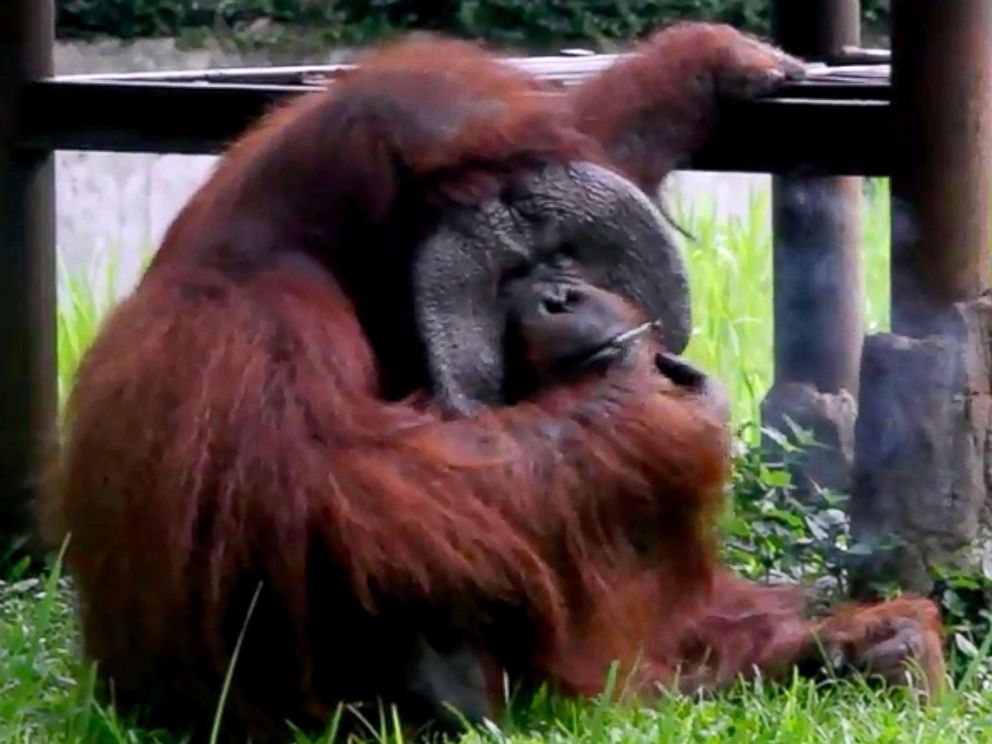 PHOTO: Indonesia Animal Welfare Society shows a Bornean orangutan named Ozon smoking a cigarette in its zoo enclosure in Bandung, Indonesia, March 4, 2018.