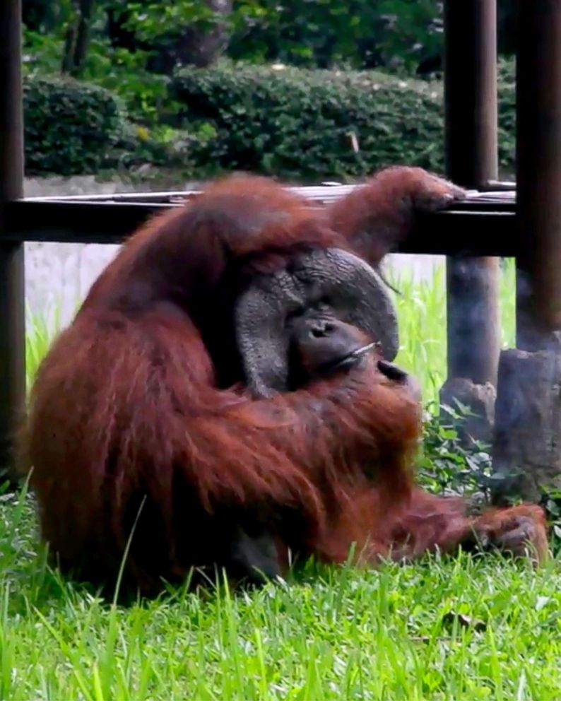 PHOTO: Indonesia Animal Welfare Society shows a Bornean orangutan named Ozon smoking a cigarette in its zoo enclosure in Bandung, Indonesia, March 4, 2018.