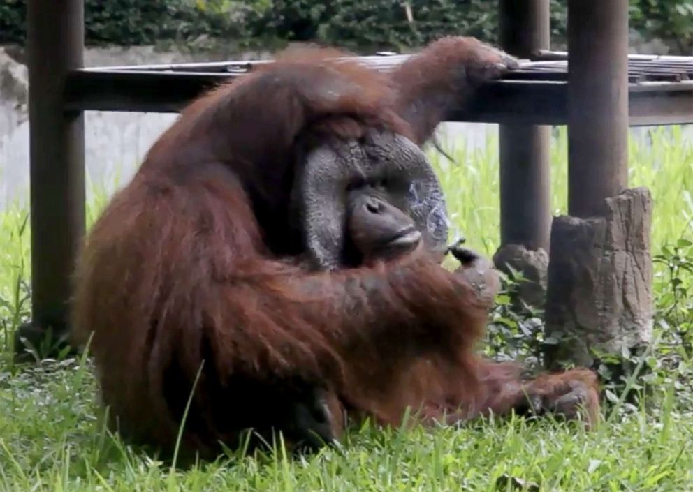 PHOTO: Indonesia Animal Welfare Society shows a Bornean orangutan named Ozon smoking a cigarette in its zoo enclosure in Bandung, Indonesia, March 4, 2018.