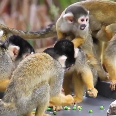 Sydney’s Taronga Zoo welcomes the newborns to their new home.