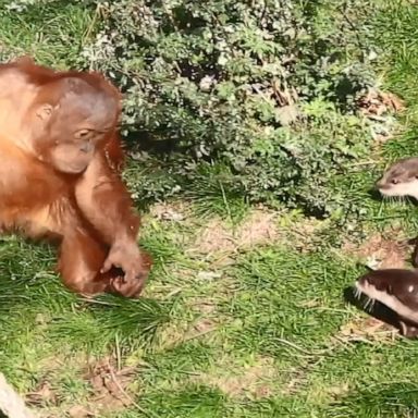 A family of orangutans playfully chased small-clawed otters at a zoo in Belgium.