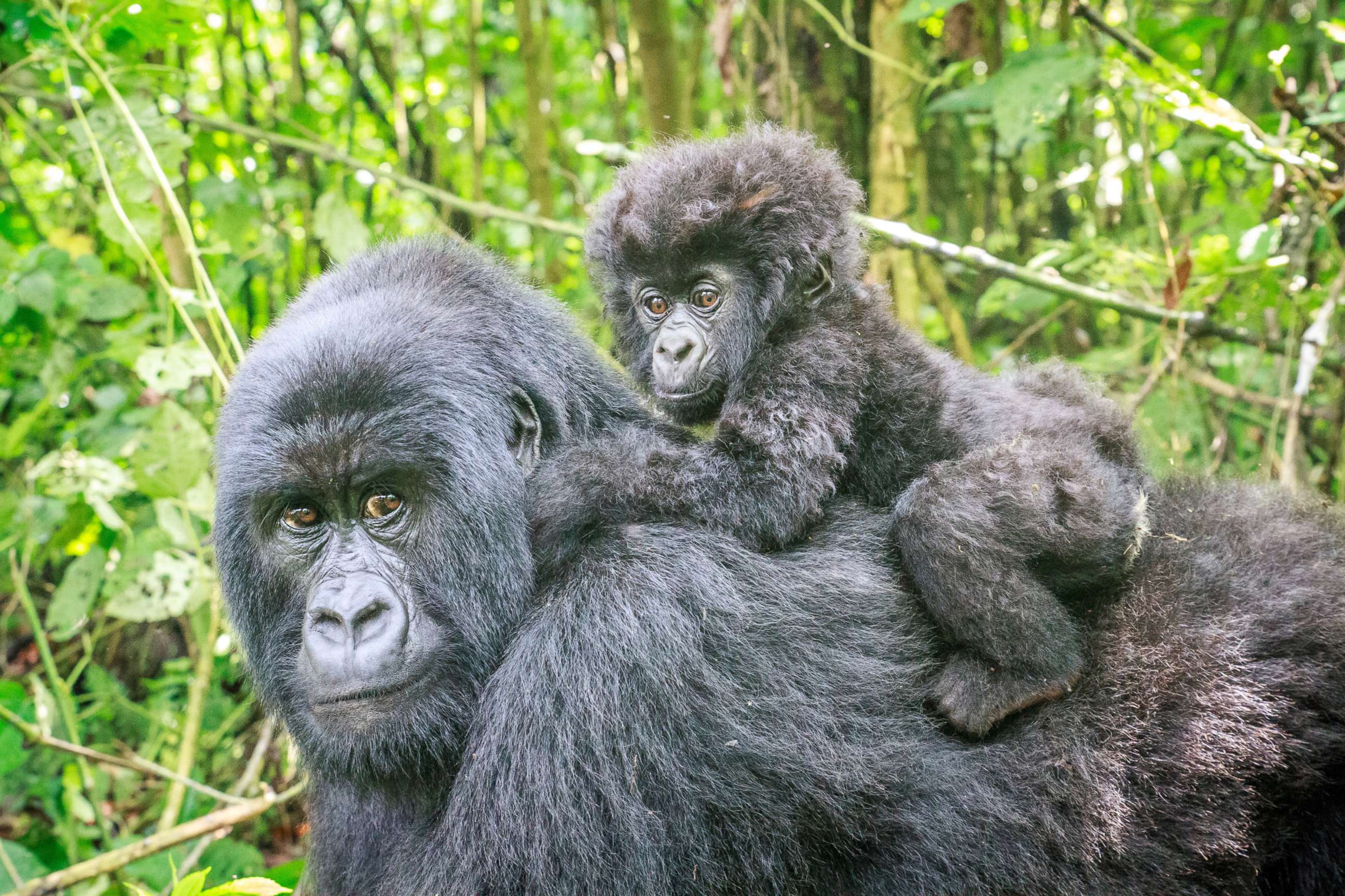 PHOTO: In this undated file photo, a baby Mountain gorilla sits on the back of his mother in the Virunga National Park, Democratic Republic Of Congo.