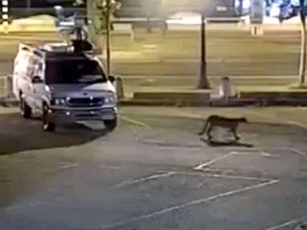 PHOTO: Surveillance camera shows a young mountain lion wandering through the KGO_TV/ABC7 station's parking lot in San Francisco, June 16, 2020. The animal was safely captured June 18 after he roamed the streets for two days.