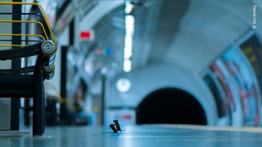 Photo of 2 mice 'fighting' on subway platform wins award - ABC News