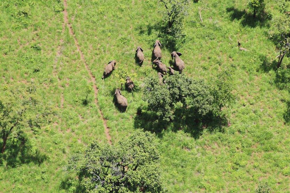 PHOTO: Elephants in the Niassa Reserve in Mozambique.