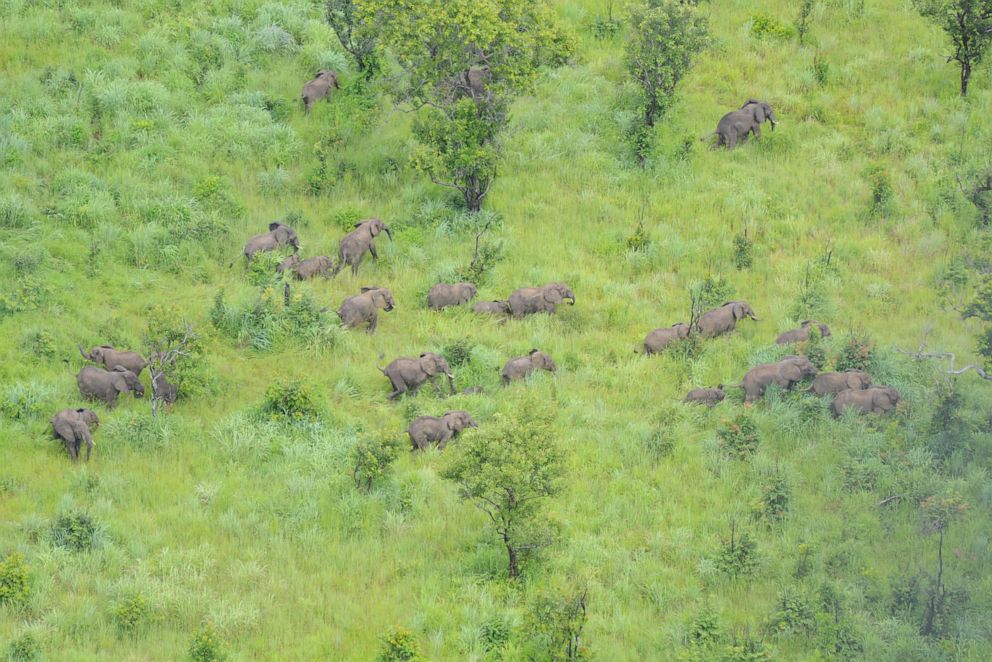 PHOTO: Elephants in the Niassa Reserve in Mozambique.