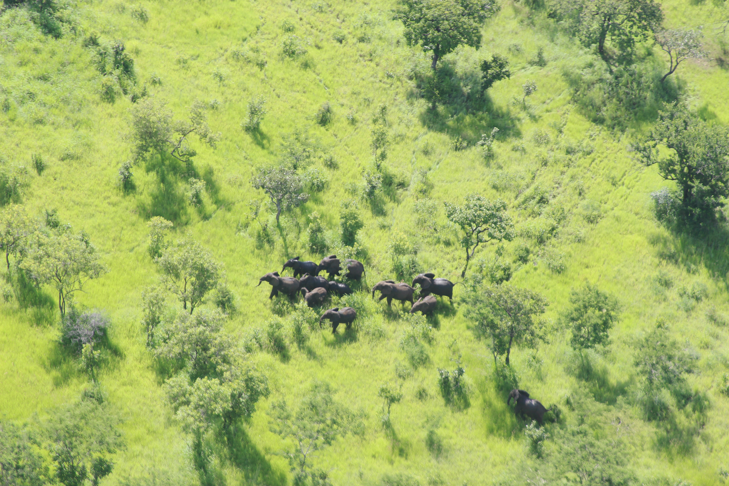 PHOTO: Elephants in the Niassa Reserve in Mozambique.