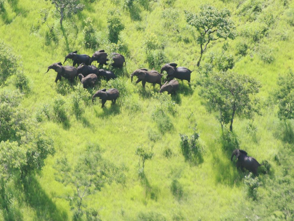 PHOTO: Elephants in the Niassa Reserve in Mozambique.