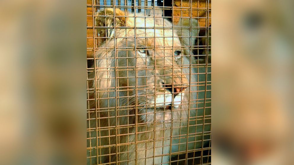 PHOTO: Activists in South Africa are fighting to prevent the auction of a rare, three-year-old white lion named Mufasa.