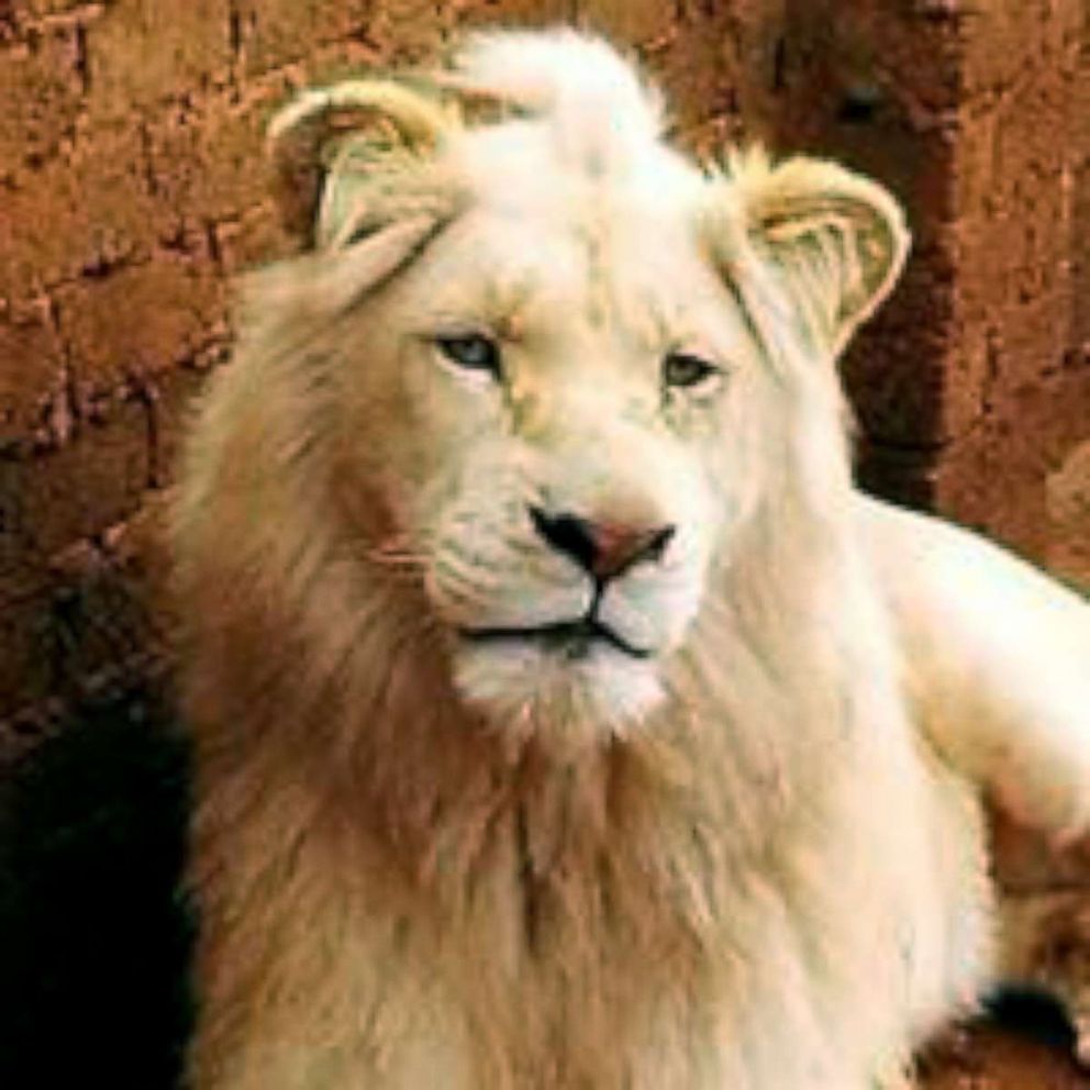 mufasa white lion