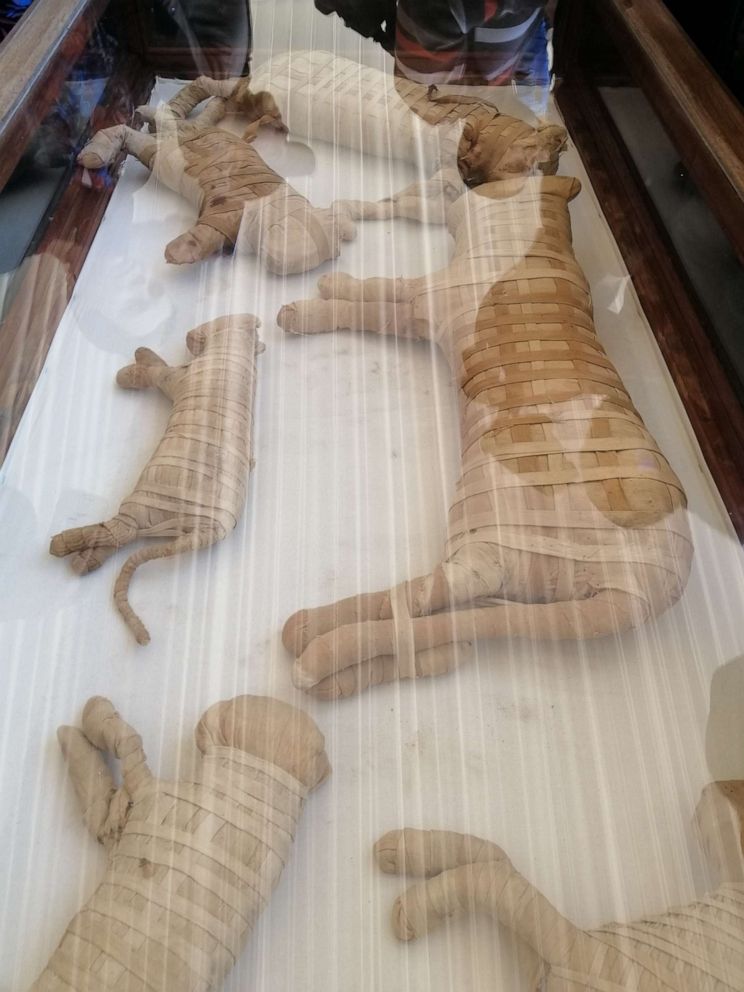 PHOTO: Egypt unveiled on Saturday what it described as "one of a kind" discovery of a cache containing hundreds of statues and mummified animals.
