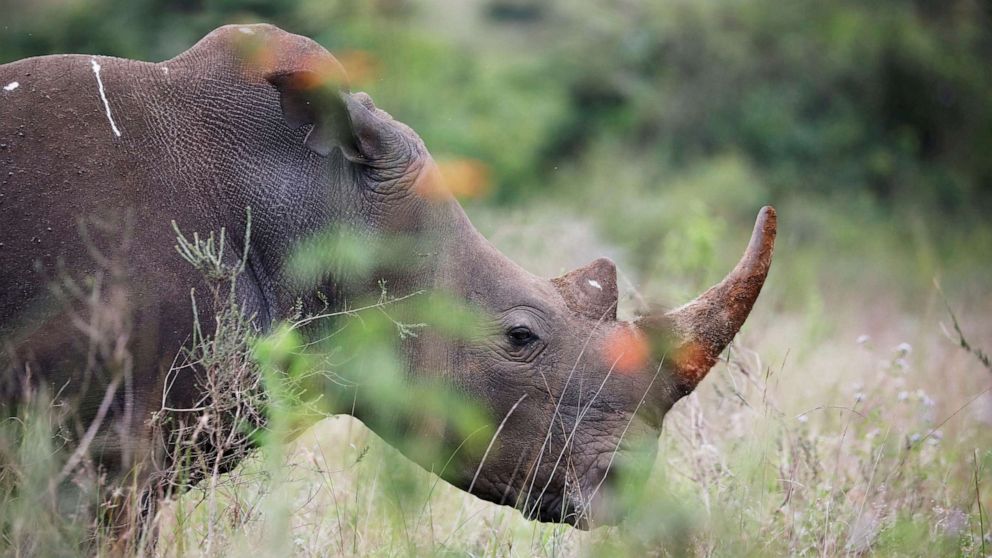 FILE PHOTO: A southern white rhino is seen inside Nairobi National Park in Kenya, June 15, 2020.