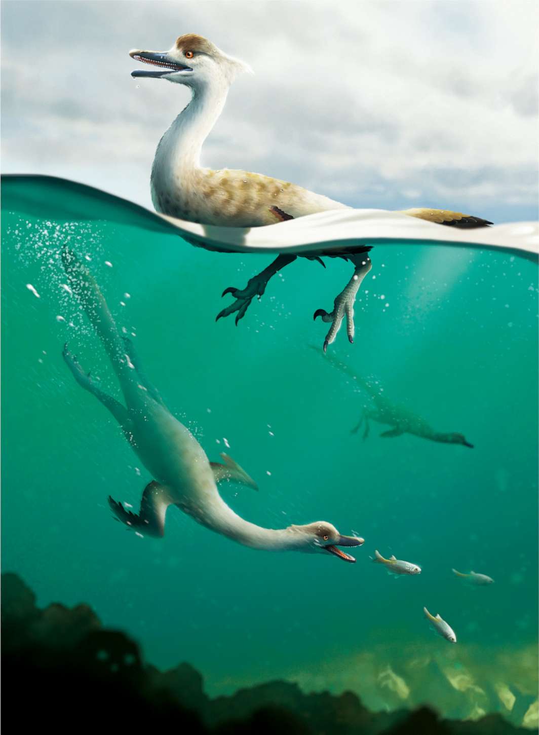 PHOTO: A rendering shows a newly discovery predatory dinosaur species named Natovenator polydontus, which means "swimming hunter with many teeth."