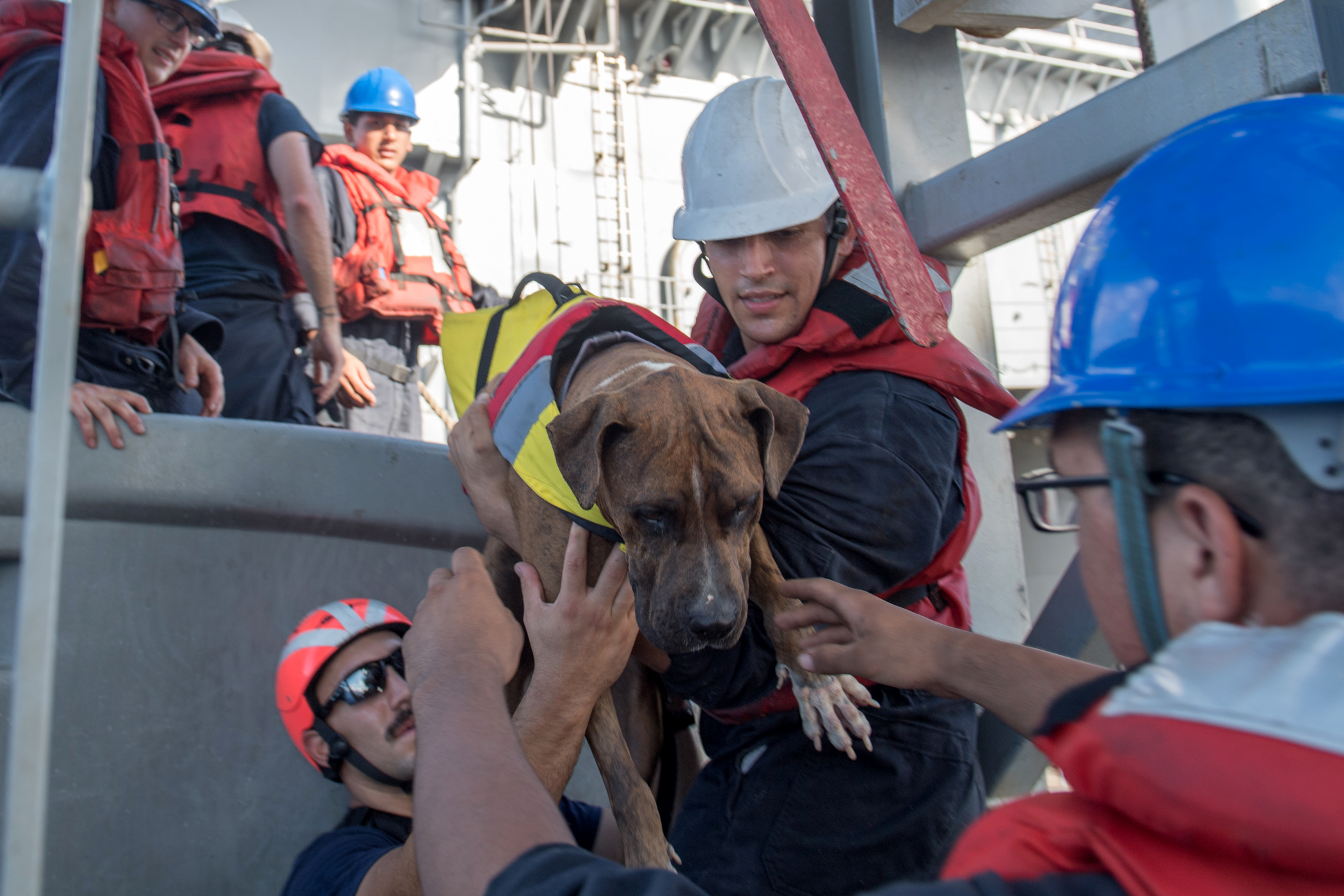 PHOTO: Sailors help Zeus, one of two dogs who were accompanying two mariners who were aided by the amphibious dock landing ship USS Ashland (LSD 48), Oct. 25, 2017.