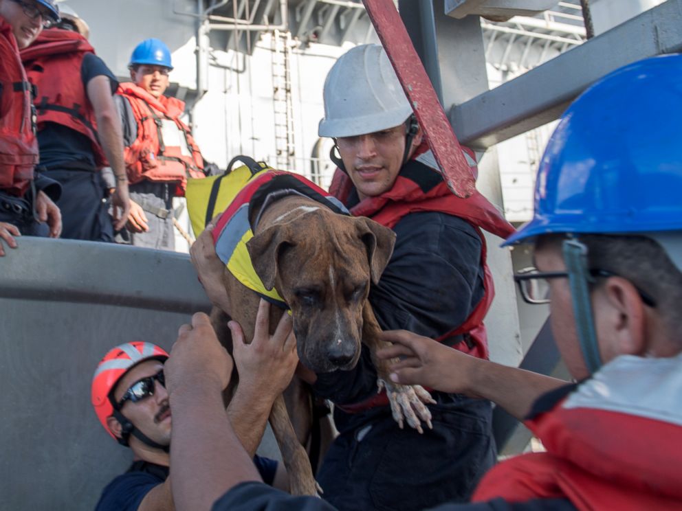 PHOTO: Sailors help Zeus, one of two dogs who were accompanying two mariners who were aided by the amphibious dock landing ship USS Ashland (LSD 48), Oct. 25, 2017.