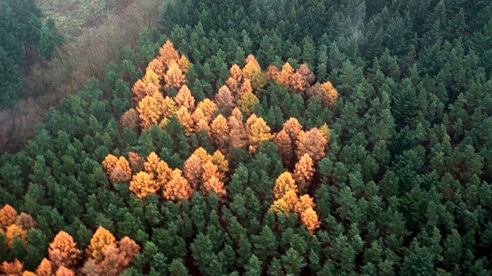 PHOTO: Trees form swastika in German forest