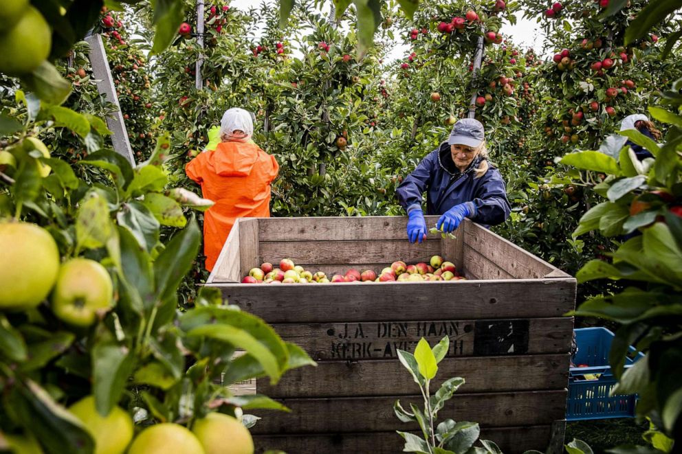 PHOTO:Workers pick and put down elstar apples from Bert den Haan's orchard in Kerk-Avezaath, Netherlands, Sept. 6, 2019. 