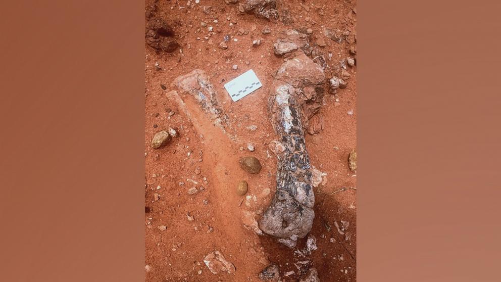 In Simbabwe wurde eine neue Dinosaurierart namens Musankwa sanyatiensis entdeckt