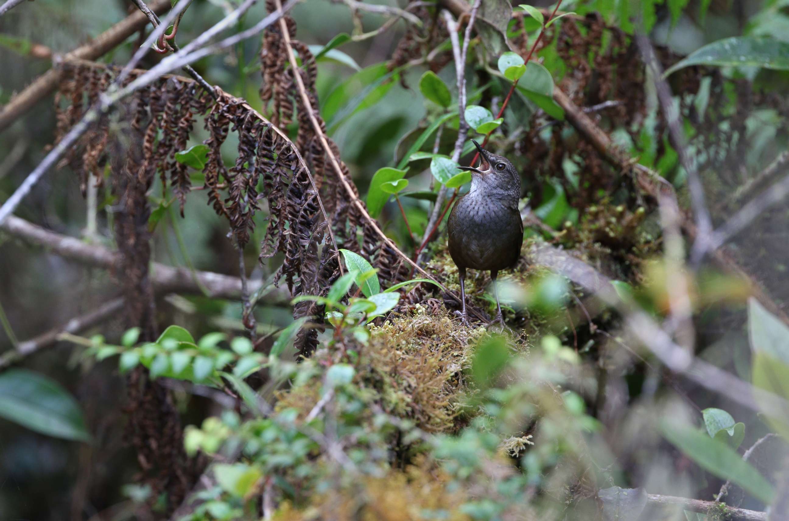 PHOTO: New bird species have been discovered in Indonesia's Taliabu Island, including the Taliabu Grasshopper-Warbler.