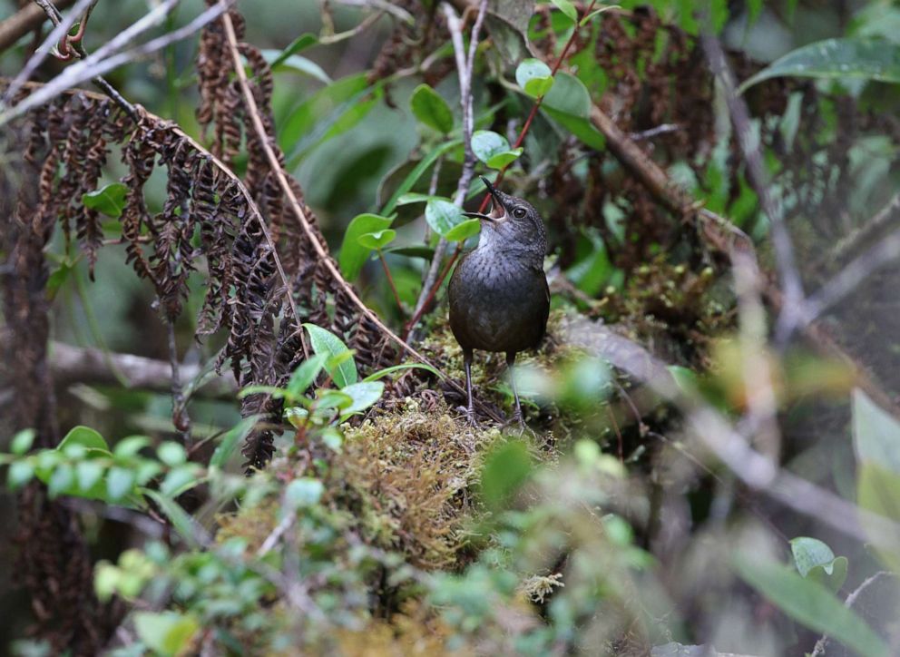 Scientists discover surprisingly high number of new bird species on