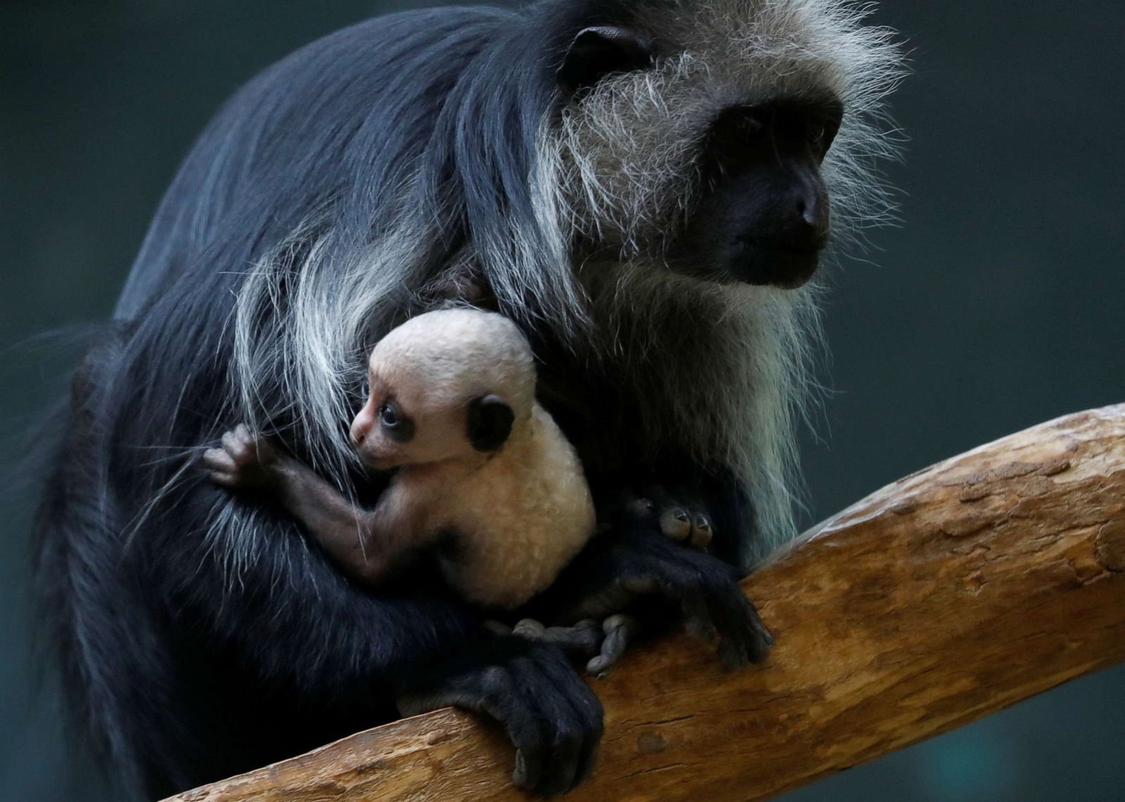 Newborn colobus monkey hangs out with mom