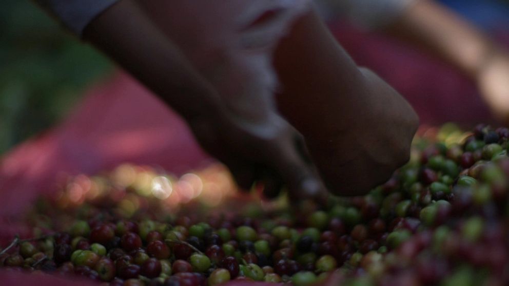 PHOTO: Workers sort through berries found in coffee plantations in Chiapas, Mexico, in 2021.