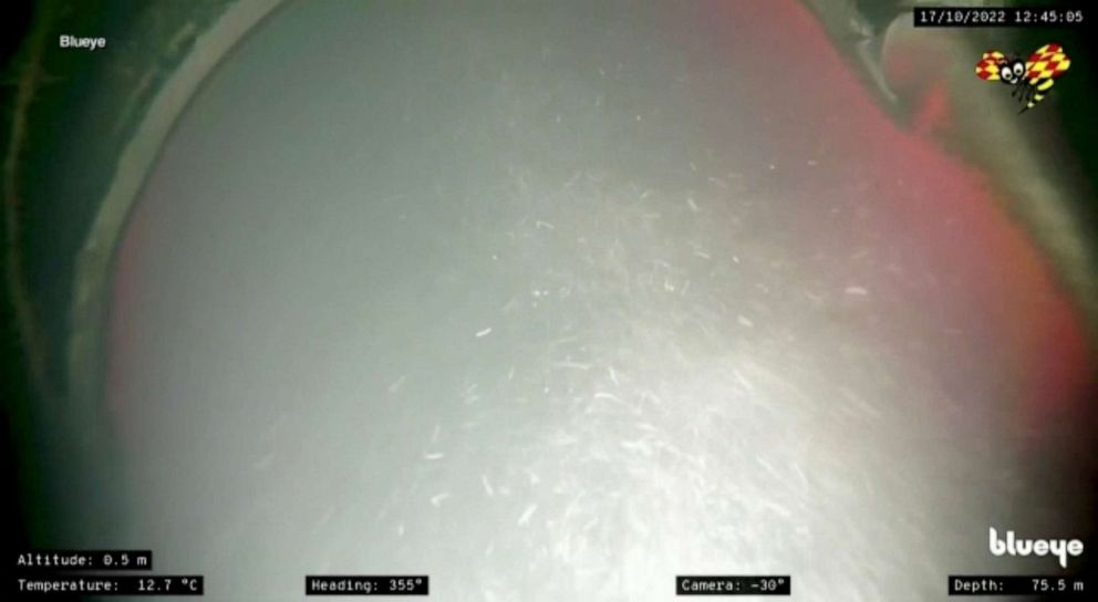 PHOTO: An underwater video released by Reuters is said to show part of the 50-meter 'missing' section of Nord Stream pipeline, Oct. 17, 2022. 