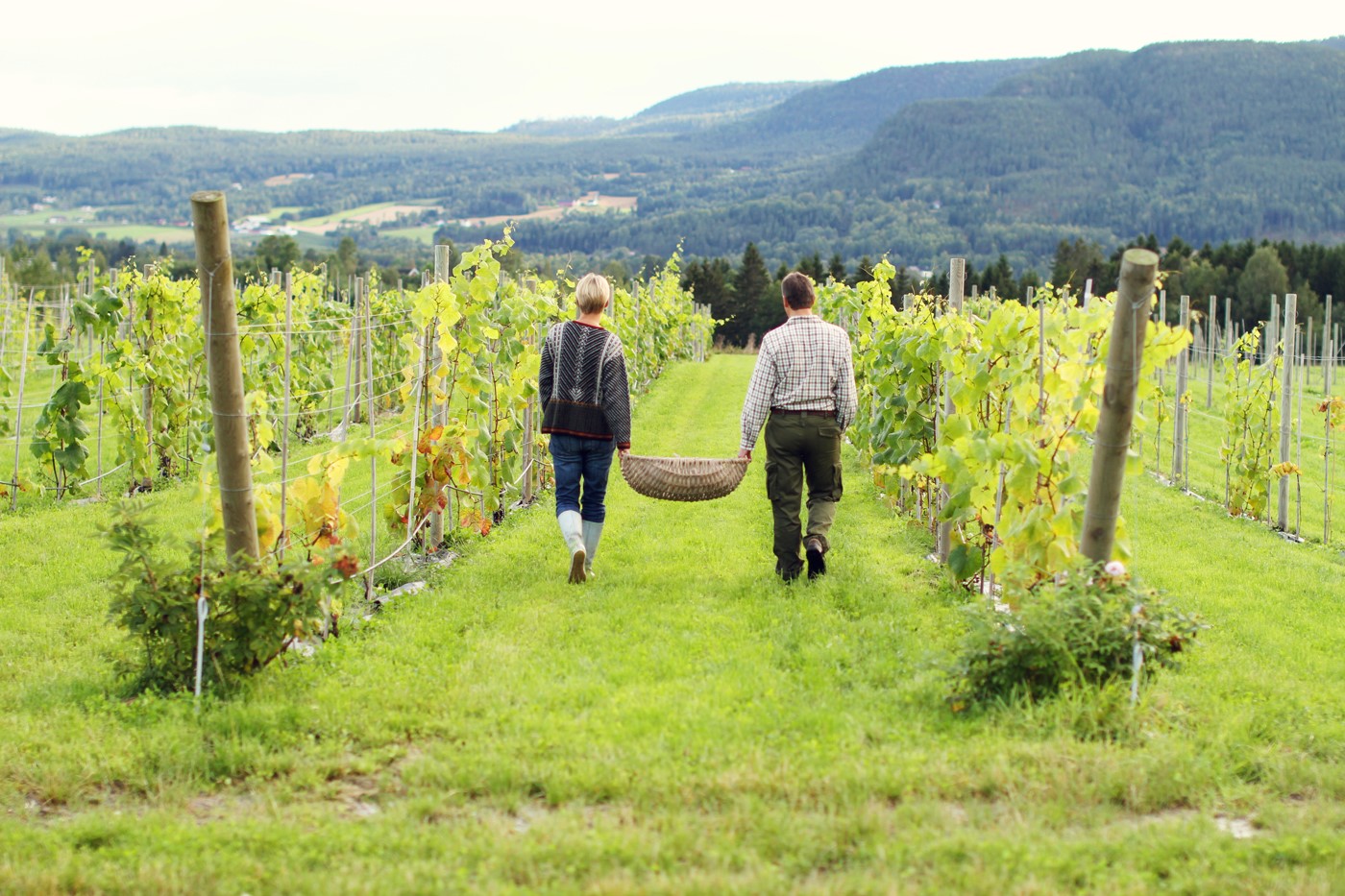 PHOTO: Joar Saettem and his wife Wenche Hvattum have developed Lerkekasa Vineyard, one of the world's most northerly commercial vineyards, in Gvarv, Norway.