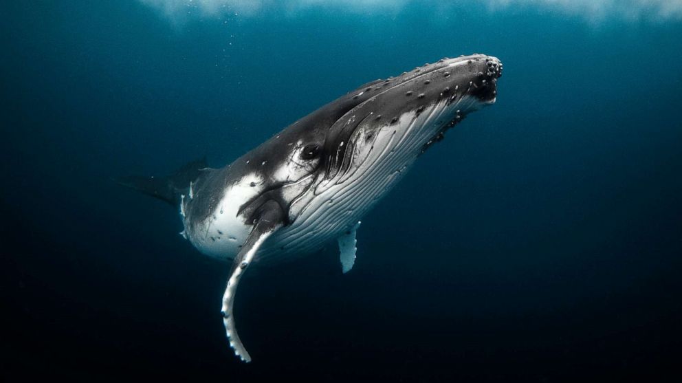 PHOTO: A humpback whale playfully in the ocean.