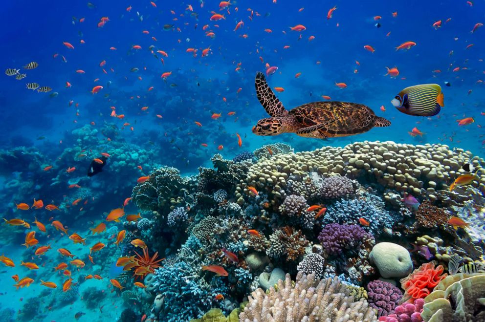 PHOTO: Tropical fish and a turtle in the Red Sea, Egypt.