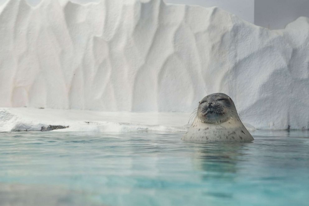 PHOTO: A Ringed Seal.