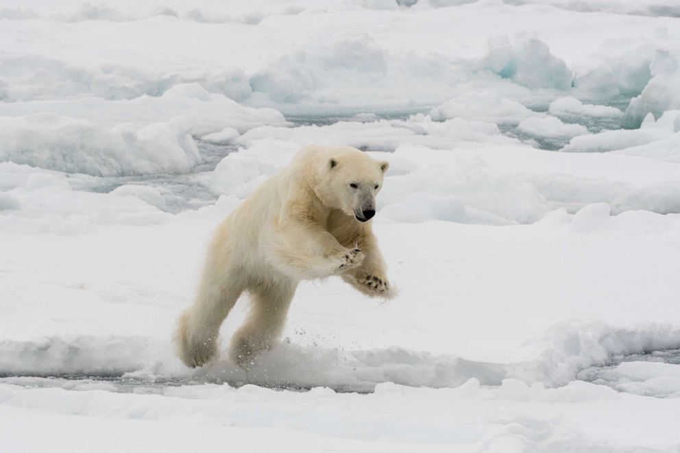 PHOTO: A polar bear mid-leap on the North polar ice cap, Arctic ocean. 