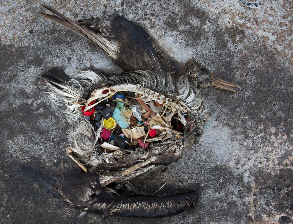 The Story of the World's Largest Floating Plastic Island (and What to Do  With It)