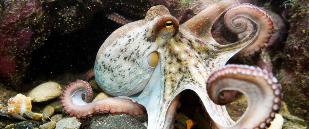 Octopus killed for food after correctly predicting 3 World Cup games ...