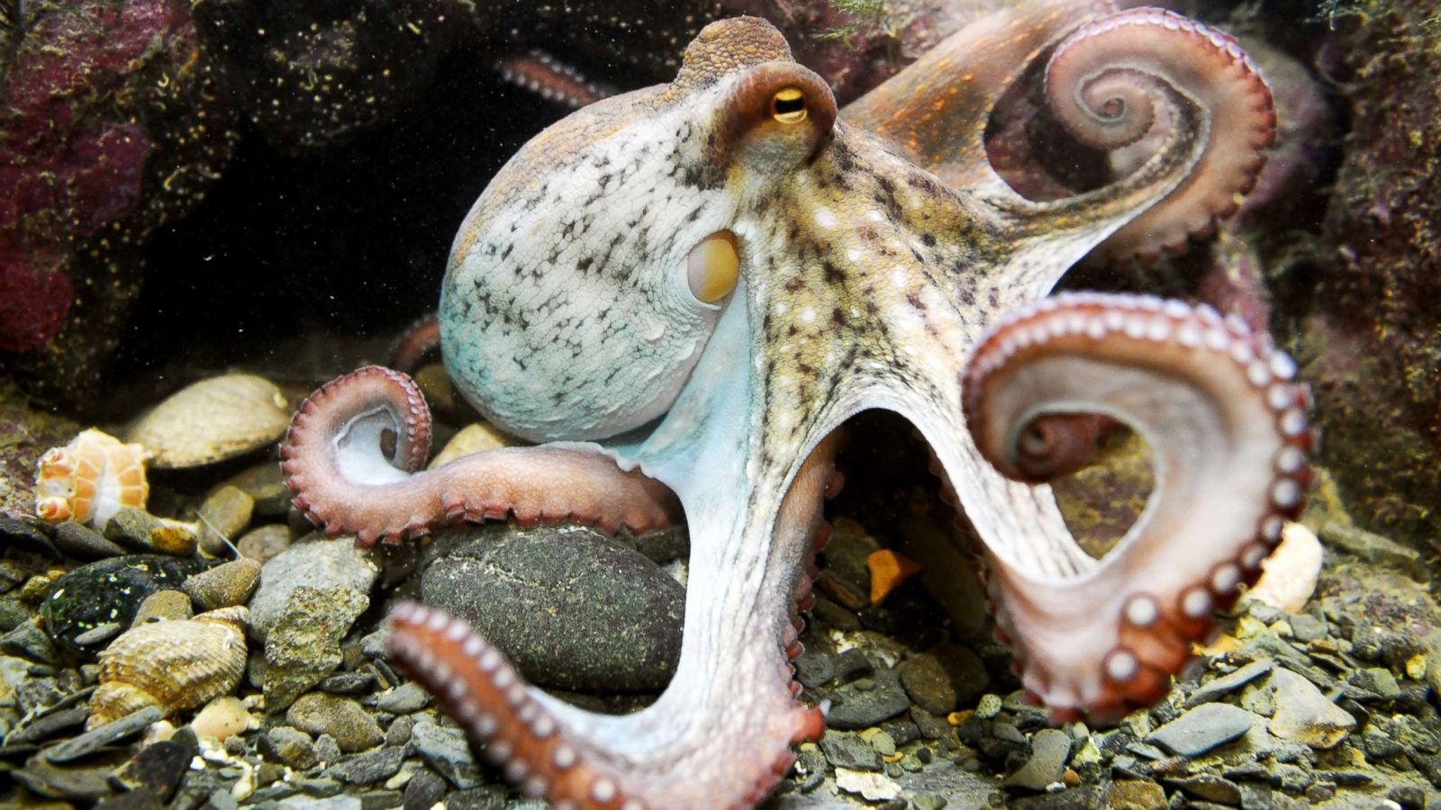 Manchester's Otto the Octopus predicts England's Euro 2016 fate