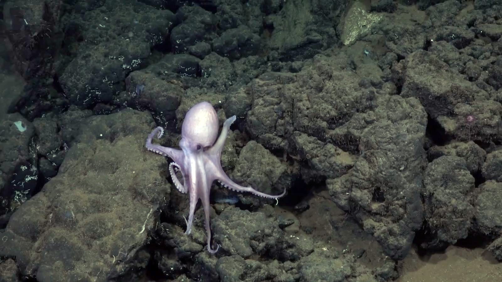 PHOTO: Footage released by the Schmidt Ocean Institute shows the deep-sea discovery in an area previously thought to be "inhospitable" to young octopuses.