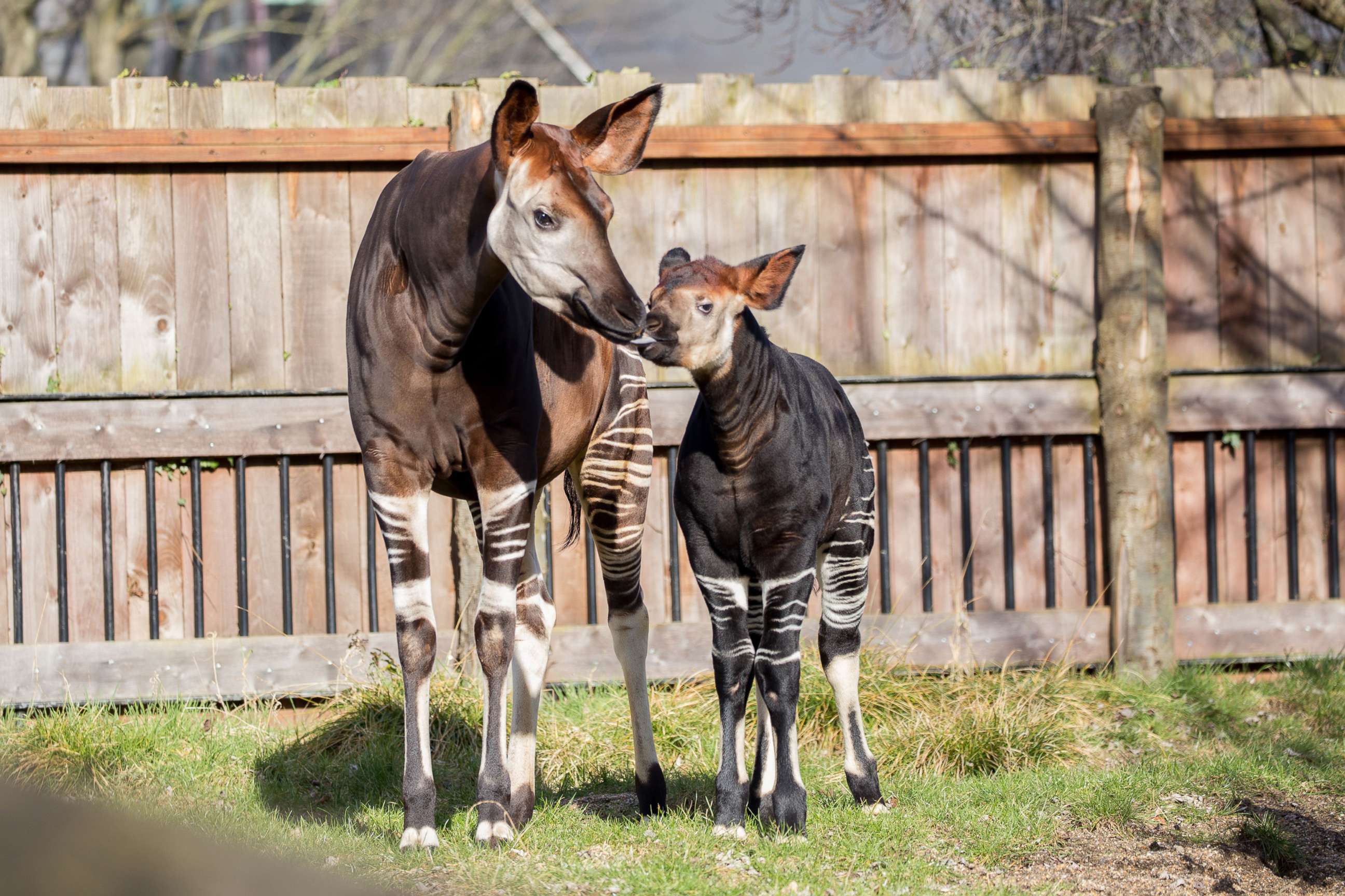 PHOTO: Meghan the okapi is introduced to the public at ZSL London Zoo, April 5, 2018. The four-month-old, named at birth after Meghan Markle in celebration of the forthcoming Royal Wedding is with her her mom, Oni.