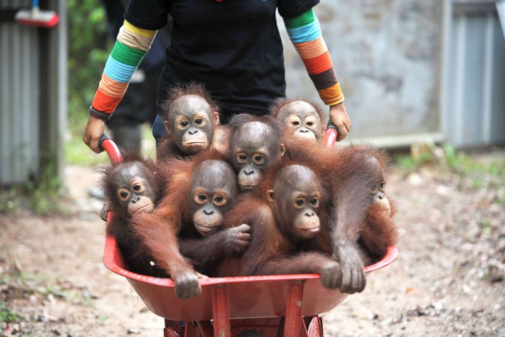 PHOTO: Caretakers at the International Animal Rescue (IAR) Orangutan Safety and Conservation Center, bring orangutan babies in wheelbarrows at a forest school in Ketapang, West Kalimantan, Sept., 18, 2018, in Indonesia.