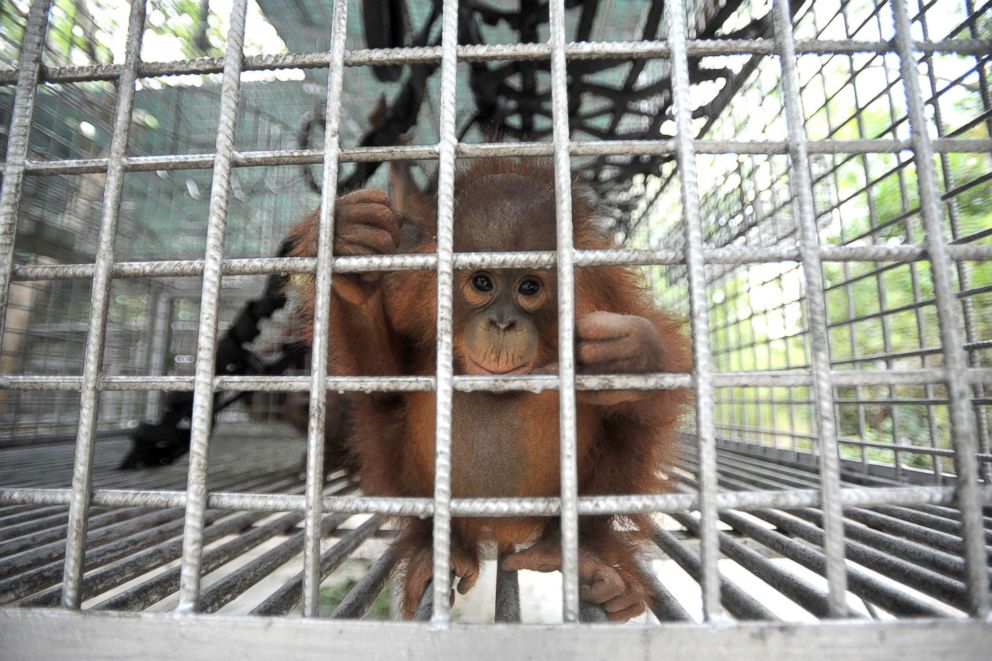 PHOTO: The International Animal Rescue (IAR) Orangutan Safety and Conservation Center rescue and care for baby orangutans, Sept. 18, 2018, in Ketapang, West Kalimantan, Indonesia.