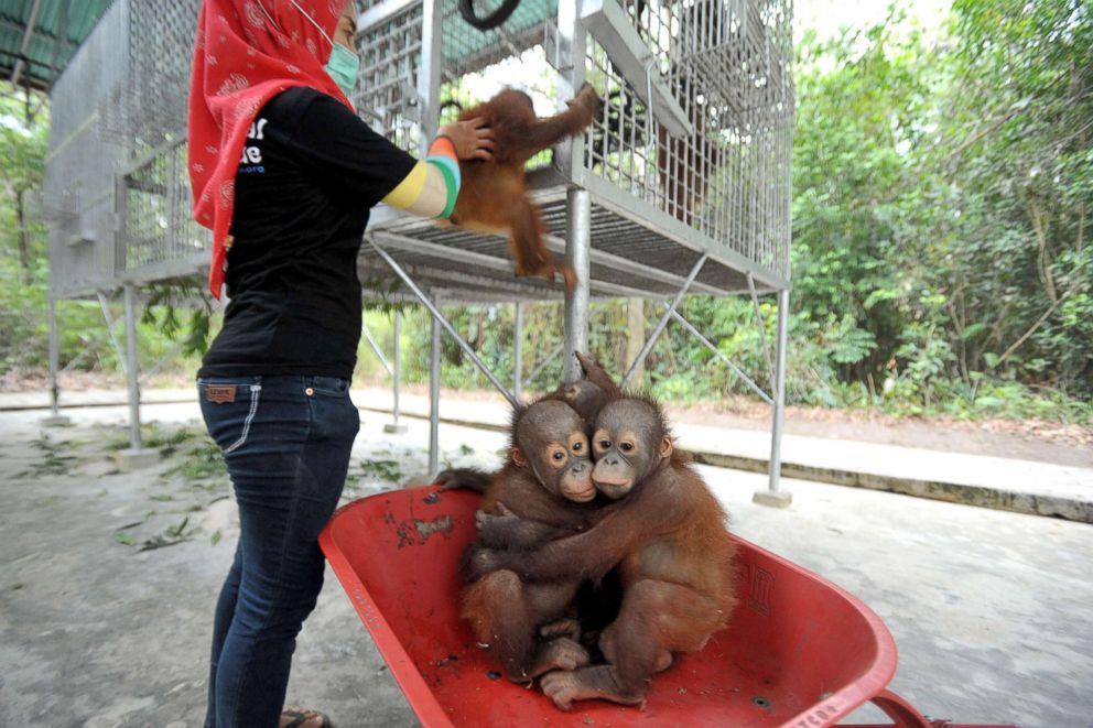 PHOTO: Caretakers bring orangutan babies in wheelbarrows at a forest school in the International Animal Rescue (IAR) Orangutan Safety and Conservation Center, Ketapang, West Kalimantan, Sept., 18,2018.